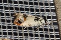 Eucosma campoliliana