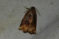 Archips podana