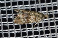 Celypha lacunana