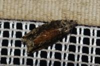Epinotia nisella