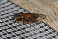 Epinotia nisella
