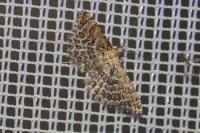 Alucita grammodactyla