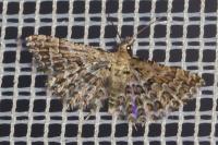 Alucita grammodactyla