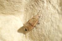 Celypha striana