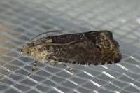 Cydia splendana