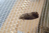 Cydia splendana