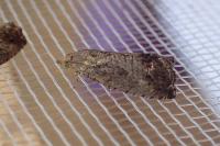 Cydia splendana