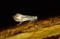 Phyllonorycter harrisella