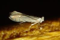 Phyllonorycter harrisella