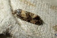 Cochylichroa atricapitana