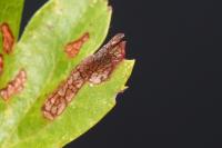 Phyllonorycter oxyacanthae