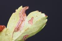 Phyllonorycter oxyacanthae