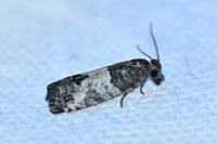 Spilonota laricana