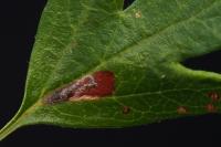 Stigmella perpygmaeella