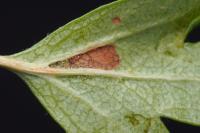 Stigmella perpygmaeella