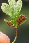 Stigmella regiella