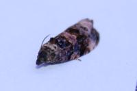 Endothenia gr. gentianaeana