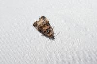 Endothenia gr. gentianaeana
