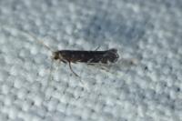 Parectopa ononidis