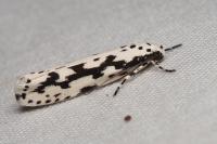Ethmia candidella