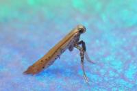 Aspilapteryx tringipennella