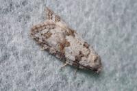 Eana canescana