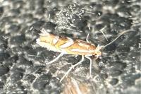 Phyllonorycter