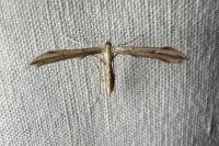 Emmelina monodactyla
