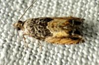 Epinotia nisella