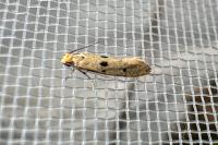 Tinea trinotella