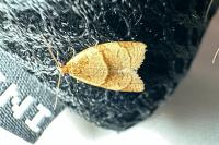 Clepsis rurinana