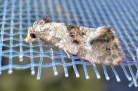 Neocochylis molliculana