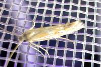 Ptocheuusa paupella