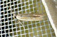 Ptocheuusa paupella