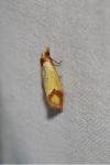 Agapeta zoegana