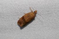 Celypha striana