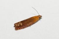 Lathronympha strigana