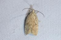 Agonopterix assimilella
