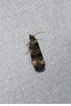 Endothenia gr. gentianaeana