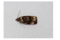 Endothenia gr. gentianaeana