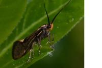Esperia sulphurella