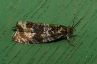 Celypha lacunana