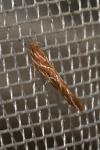 Pyroderces argyrogrammos