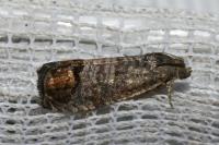 Cydia pomonella