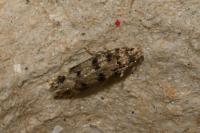 Bryotropha domestica