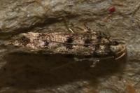 Bryotropha domestica