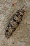 Bryotropha domestica