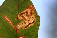 Stigmella speciosa