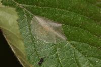 Phyllonorycter coryli