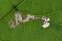 Stigmella tiliae